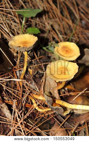 Come Cantharellus cibarius mushrooms in the forest