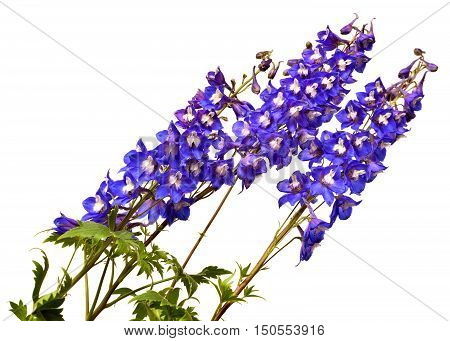 Blue delphinium flower isolated on white background
