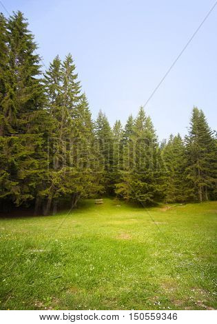 Grass glade in spruce forest.