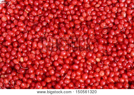 red viburnum berry background, macro viburnum photo