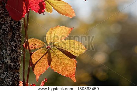 Red and yellow leaf suitable as autumn widescreen display background