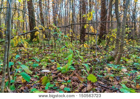 Сlouded Agaric (clitocybe Nebularis) Edible Mushroom  Among Fallen Leaves In Forest