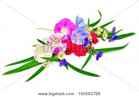 Beautiful flowers isolated on white background. Flora