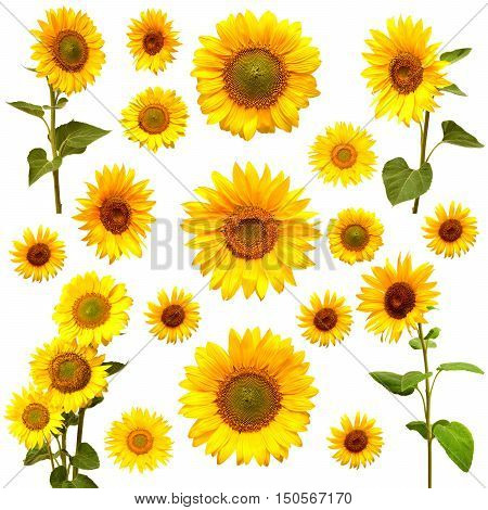 Sunflowers collection on the white background. Flower, flat,