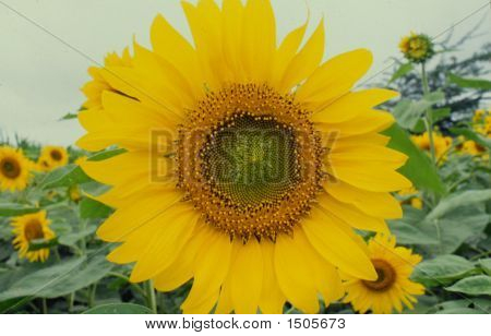Campo di girasole Karnataka