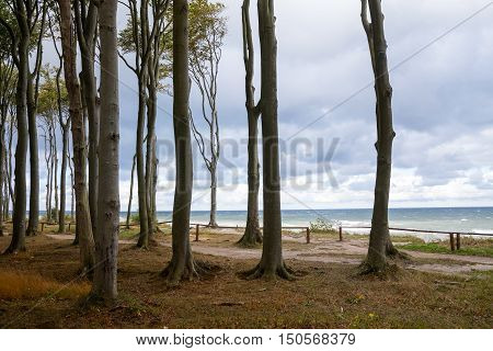 Forest edge at sea with tall gray beech tree trunks in autumn Baltic Sea steep coast in Mecklenburg-Western Pomerania northern Germany