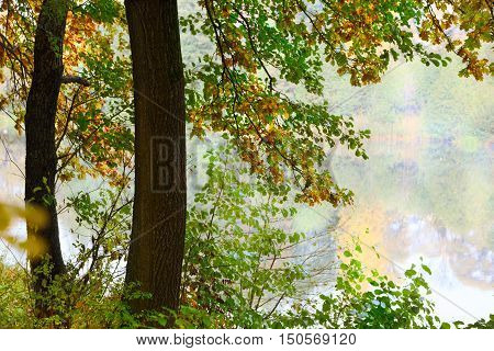 autumn forest and fog near the pond