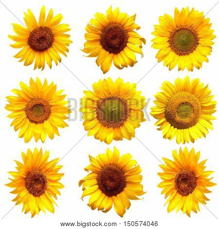 Sunflowers collection on the white background. Flat