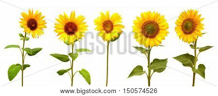 Sunflowers collection on the white background. Flat.