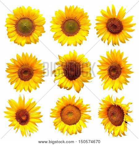 Sunflowers collection on the white background. Yellow.