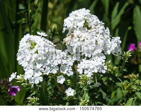 White garden phlox (Phlox paniculata) in full bloom