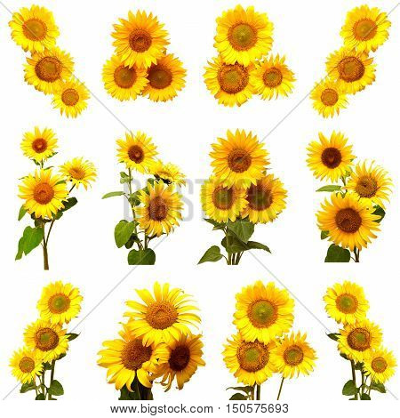 Collection of sunflowers isolated on white background. Flowers sunflowers