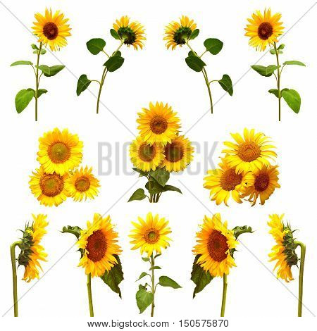 Collection of sunflowers isolated on white background. Flowers sunflowers