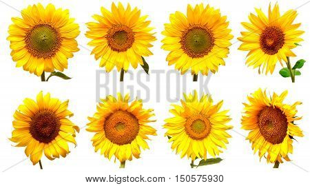 Collection of sunflowers isolated on white background. Flowers sunflowers