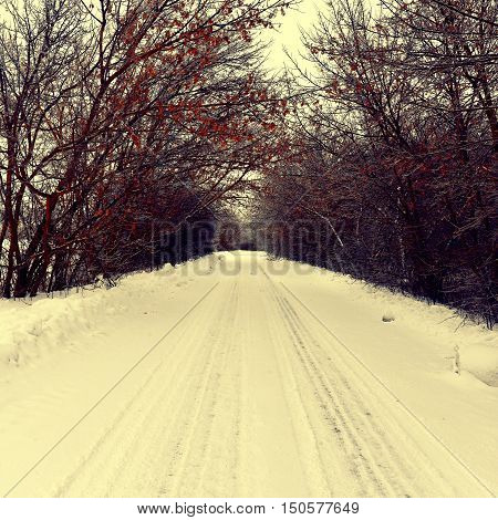 Overcast winter day. Snow branches. Snow. White.