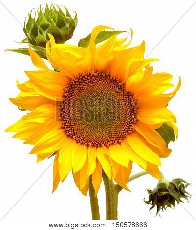 Sunflower blooming bud isolated on white background