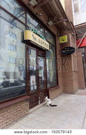 Nizhny Novgorod Russia. - June 20.2016. Domestic cat in the collar came to the pet store to Larry for a meal. He came and sat in front of the door and meows