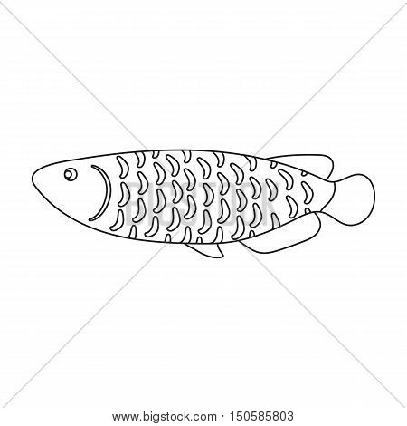 Scleropages fotmosus fish icon line. Singe aquarium fish icon