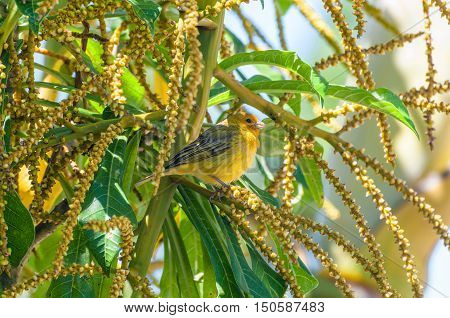 Canarinho bird on a branch full of seeds of a tree.