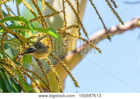 Canarinho bird on a branch of a tree.