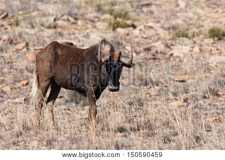 Black Wildebeest Staring At You