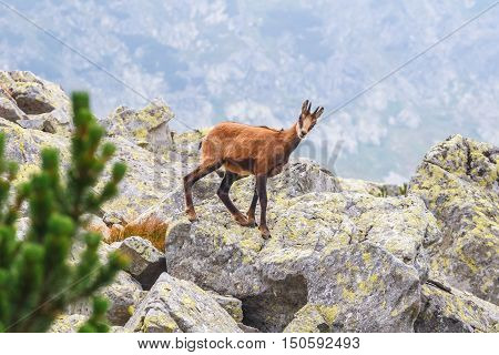 Chamois (Rupicapra Carpatica) in High Tatra Mountains Poland