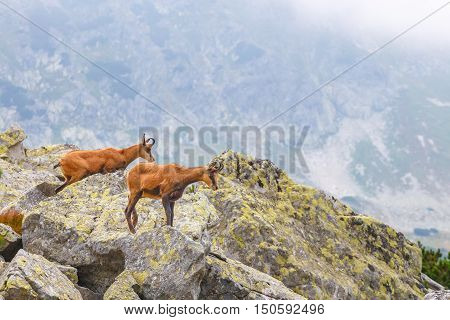 Chamois (rupicapra Carpatica) In High Tatra Mountains, Poland