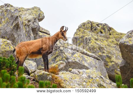 Chamois (rupicapra Carpatica) In High Tatra Mountains, Poland