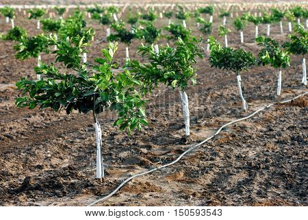 New orange seedlings growing in orange grove in Israel.