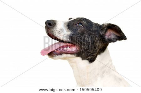 Dog isolated on white background is an excited eager puppy dog with a big smile on his face.