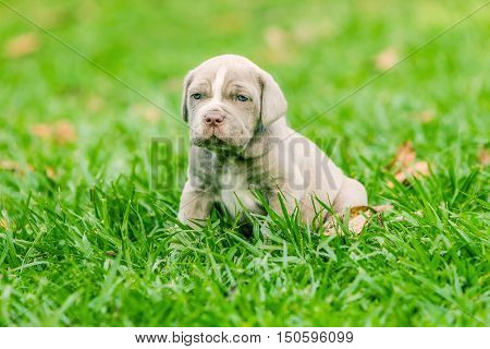 Portrait Of Neapolitan Mastiff Female Puppy Sitting On Grass