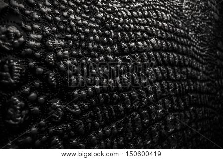 Metallic Texture Like Crocodile Skin Leather