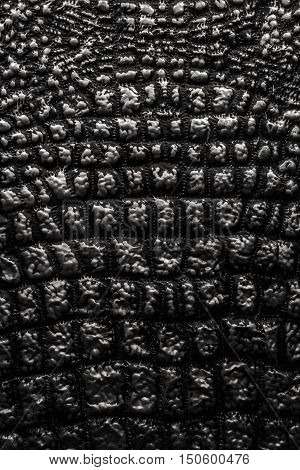 Metallic Texture Like Crocodile Skin Leather