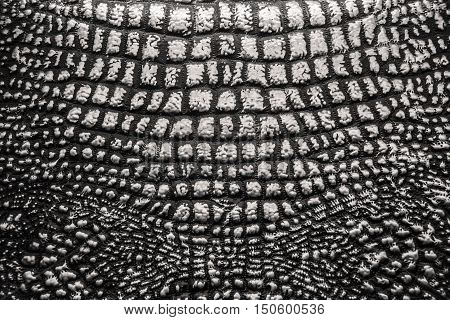 Metallic Texture Like Crocodile Skin Leather