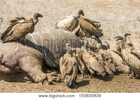 vultures eating a dead hippo in Kruger Park