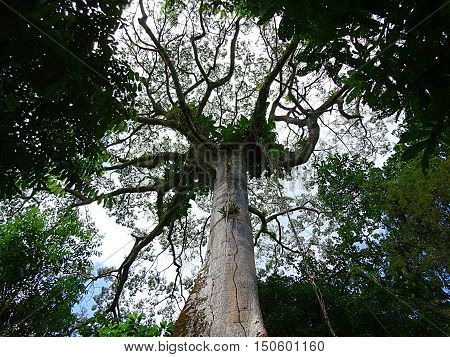 Big tree Samauma emerging in the rainforest