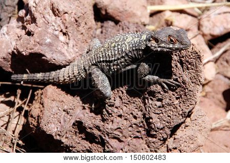 Brown Lizard in the Golan Heights Israel.