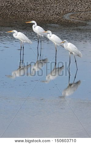 Wildlife Photos - Little Egret