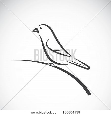 Vector of ricebird on white background. Bird Icon.
