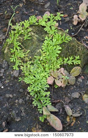 close up fern selaginella involvens fern on the ground