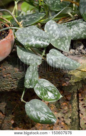 fresh green monstera obliqua plants in nature garden
