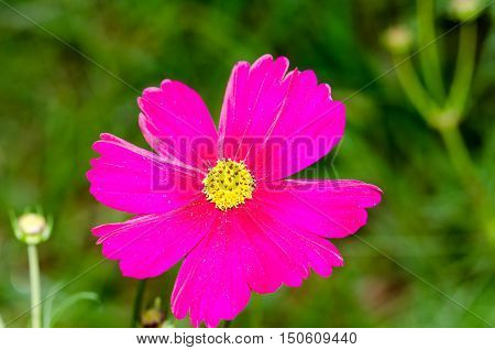 Flowers in the garden, Cosmos flowers,background, beautiful, beauty, bright, color, cosmos,