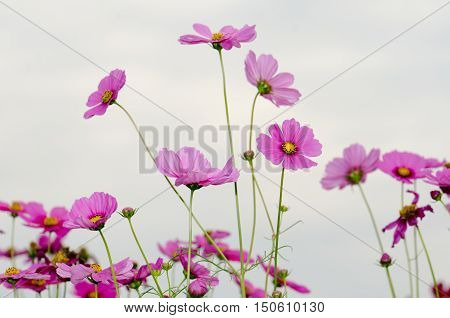 Cosmos flowers in the garden,Flowers in the garden, Cosmos flowers,background, beautiful, beauty, bright, color, cosmos,