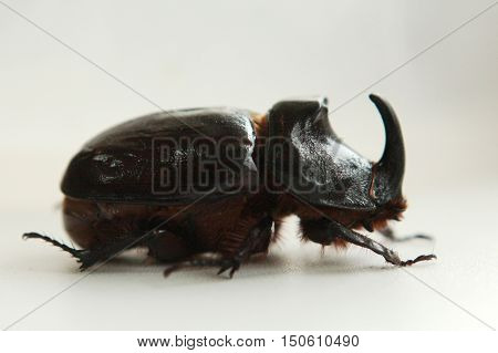 Nature, animals, insects, fauna, beetle, beetles, bark beetles, predators, diversity, summer