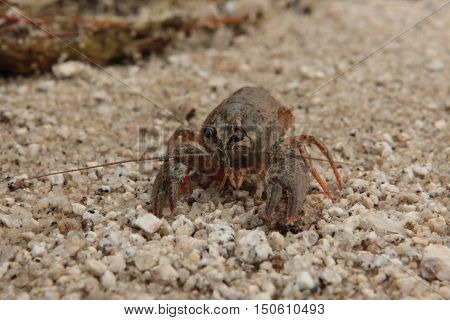 animals, crustaceans, crayfish, crayfish, summer, Astacidae, decapod, crayfish, true crabs