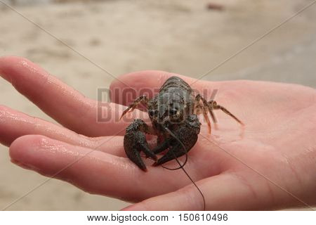 animals, crustaceans, crayfish, crayfish, summer, Astacidae, decapod, crayfish, true crabs