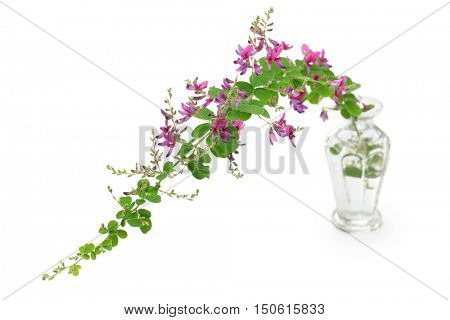 bush clover, lespedeza bicolor, japanese clover, hagi isolated on white background