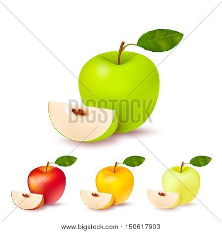 Set of four isolated realistic apples of different colour pearmain each with green leaf and segment with shadows on blank background vector illustration