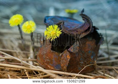 Yellow flowers growing up in an old tin can in the spring