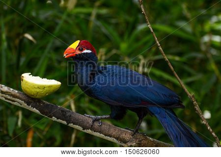 Violet turaco eating a juicy guava fruit, scientific name Musophaga violacea